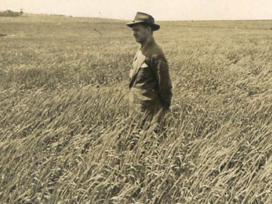Sementes Butiá em 1950